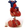 Human Heart Model